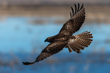 Red-tailed hawk in flight hawks flying