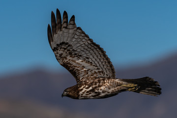 Red-tailed hawk in flight hawks flying