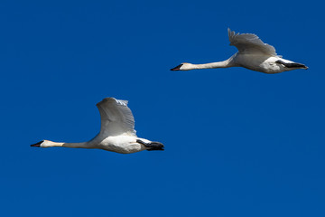 Trumpeter swan in flight swans flying