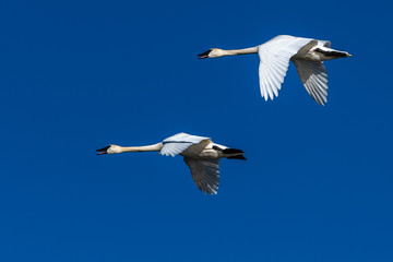 Trumpeter swan in flight swans flying
