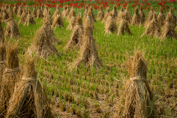 積み藁と彼岸花