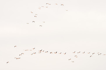 Group of flamingo exotic birds flying on the sky in a row.