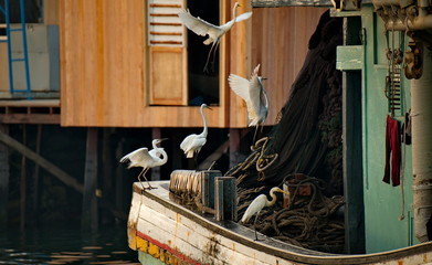 Malaysia. Semporna fish market. The white Heron watches for fish lost or discarded by sellers.