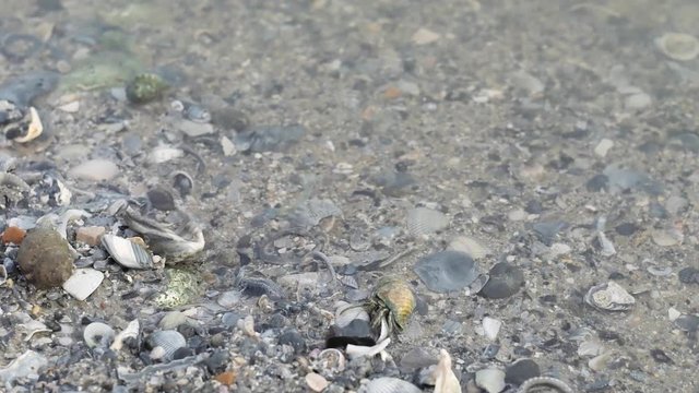 Hermit crabs do crab stuff in water along shoreline of seaside beach with rocks and shells in ocean