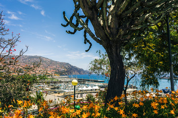 cactus tree at  Madeira
