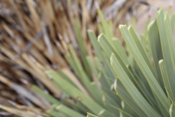 Herbivory, the process of animals harvesting living plant materials for sustenance, is observable on the foliage of this Southern Mojave Desert native, Yucca Brevifolia, in Joshua Tree National Park.