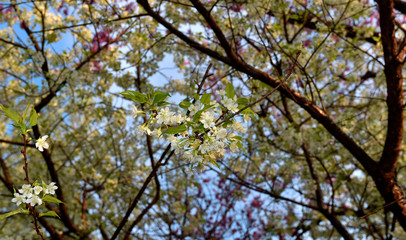 Fototapeta premium White Wild Himalayan Cherry flower bunch with blue sky cloud background