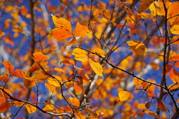 autumn leaves on tree and blue sky