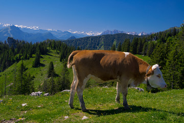 Fototapeta na wymiar Cow on the mountains