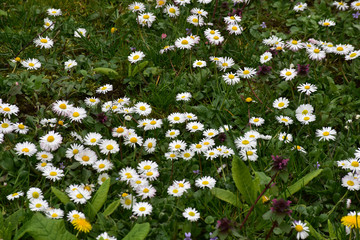 Daisies, a field of white flowers