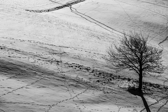 Traces dans la neige