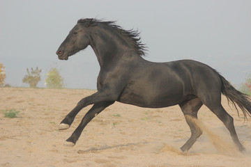 big black velvet frize breed horse has fun and plays