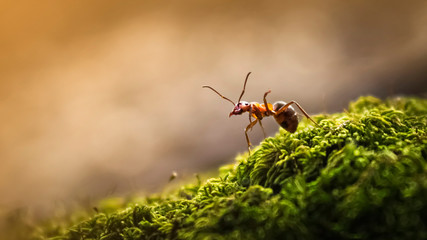 Forest ant closeup