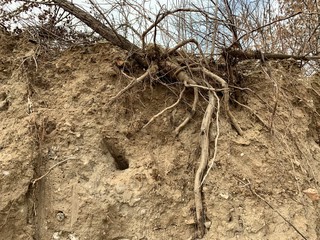 The root system of the excavated tree. The roots of a plant on a sandy wall. A tree on the edge of the pit.