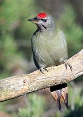 grey-headed woodpecker