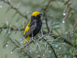 This lonely bird seemed to suffer from a heavy rain. Nairobi National Park, Kenya.