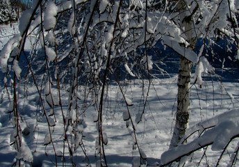 birch trees in the snow and a sunny day