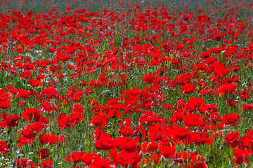 Champ de coquelicots au printemps, fleurs rouge au soleil.