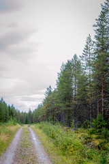 Fototapeta na wymiar Finland. View of a scenic road passing through a forest. Beautiful Scandinavian landscape.