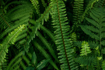 Fototapeta na wymiar Green fern leaves texture background.