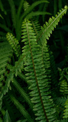 Naklejka na ściany i meble Green fern leaves texture background.