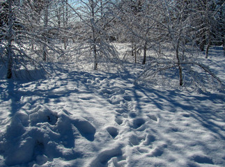 birch grove in the snow