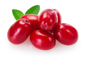 Fresh dogwood on white background