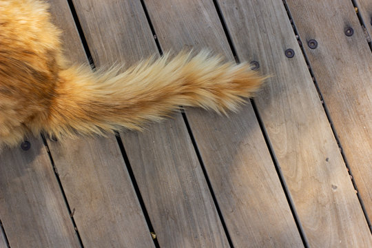 cat tail red wool on wooden deck floor textured background surface wallpaper animal theme photography