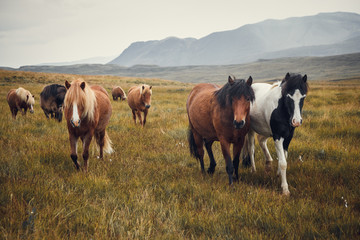 Icelandic horses in the field of scenic nature landscape of Iceland. The Icelandic horse is a breed...