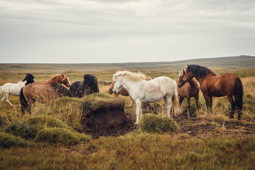 Icelandic horses in the field of scenic nature landscape of Iceland. The Icelandic horse is a breed of horse locally developed in Iceland as Icelandic law prevents horses from being imported. Place