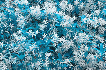Surreal blue floral background. Blooming jasmine vine