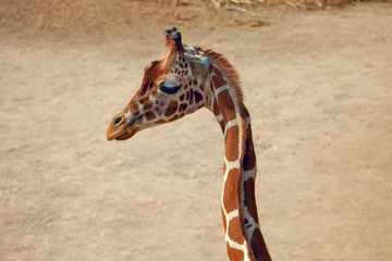 Obraz premium portrait of long neck giraffe 