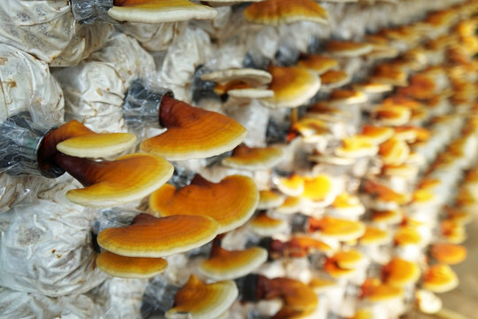 Lingzhi mushroom (Reishi mushroom) on spawn bags growing in a farm