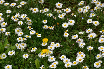 Flowering daisies in green grass