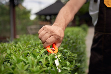 Male hands cutting bushes with small scissors.