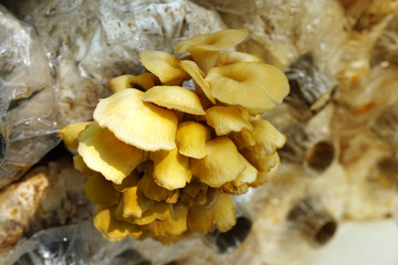 golden oyster mushroom (P. citrinopileatus,tamogitake) are growing on farm and ready to harvest. Mushroom cultivation