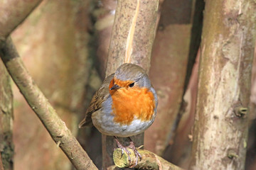 robin perched on a branch	