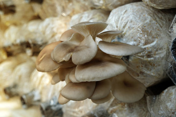 The cultivation of Oyster Mushroom in organic farm. Mushroom in the plant nursery, cultivation business in asia.