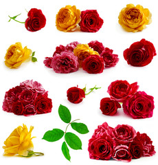 Collection of yellow and red rose flowers with leaves isolated on a white background.