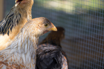 Backyard Chickens
