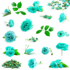 Collection of azure rose flowers with leaves isolated on a white background.