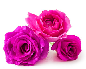 Pink rose flowers isolated on a white background.