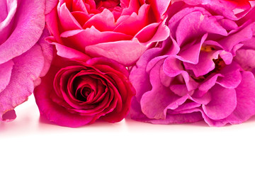 Background of pink rose flowers.