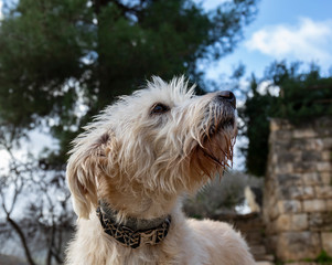 A Portrait of a Mutt