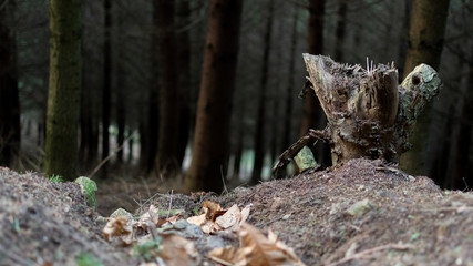 Une souche, des feuilles