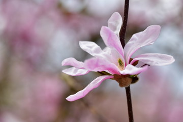 Zarte Blütenblätter einer rosafarbenen Tulpen- Magnolie. Populär sind ihre markanten Blüten....