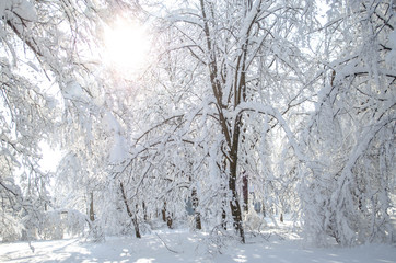 A lot of snow on trees in a sunny day, nature after snow storm