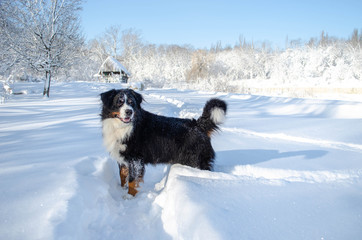 bernese mountain dog walking on winter snowy weather. dog's head and big nose with a lot of snow