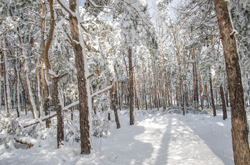 A lot of snow on trees in a sunny day, nature after snow storm