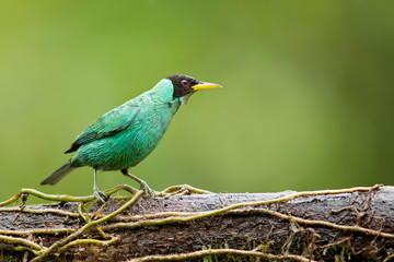 Obraz premium Green honeycreeper (Chlorophanes spiza) is a small bird in the tanager family. It is found in the tropical New World from southern Mexico south to Brazil, and on Trinidad.